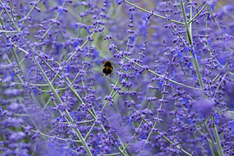 bumblee-bee