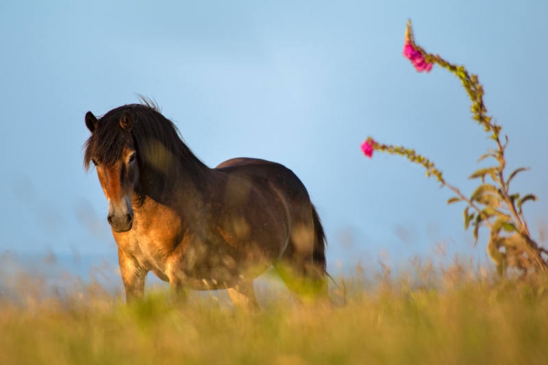 Wild-horse-mendip-HD
