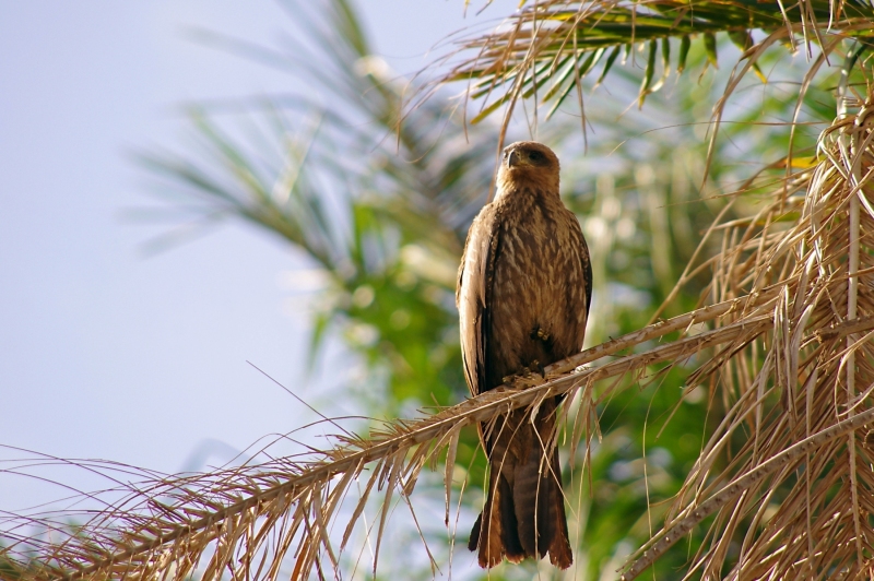 BLACK KITE