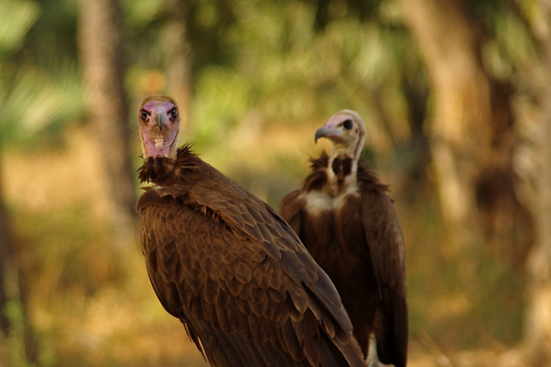 VULTURES