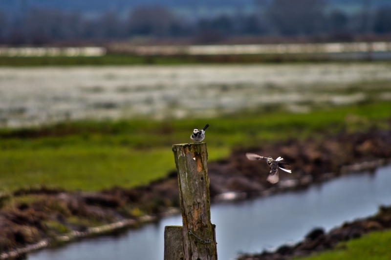 BIRDS