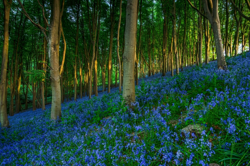 bluebells-HD