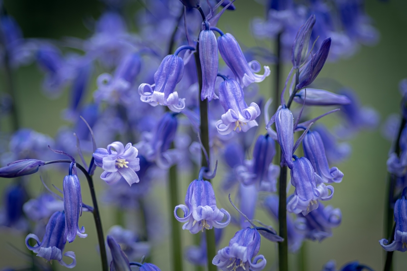bluebells-bunch
