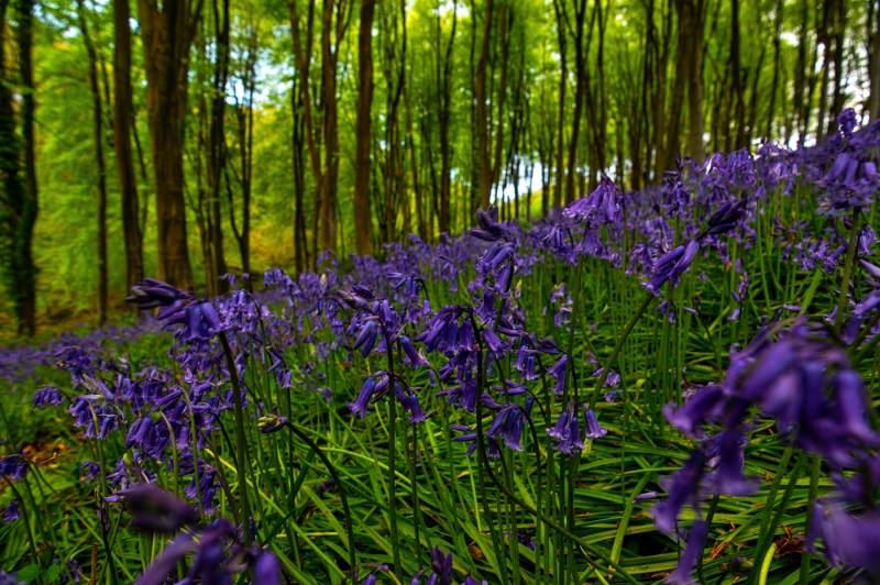 bluebells-prior-HD