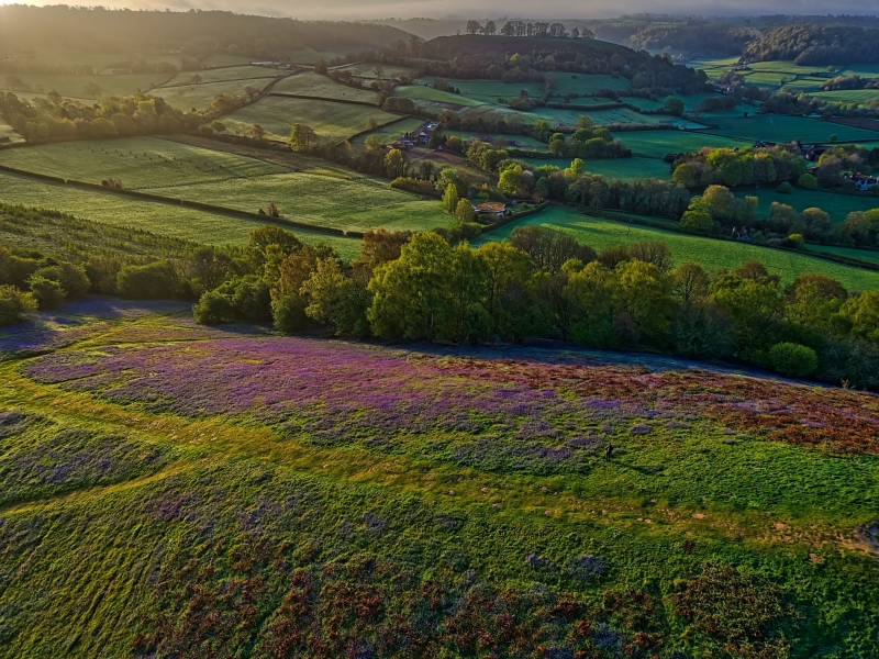 bluebells hill1
