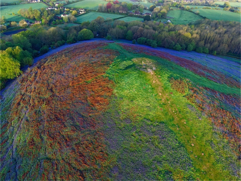 Bluebells hill 2
