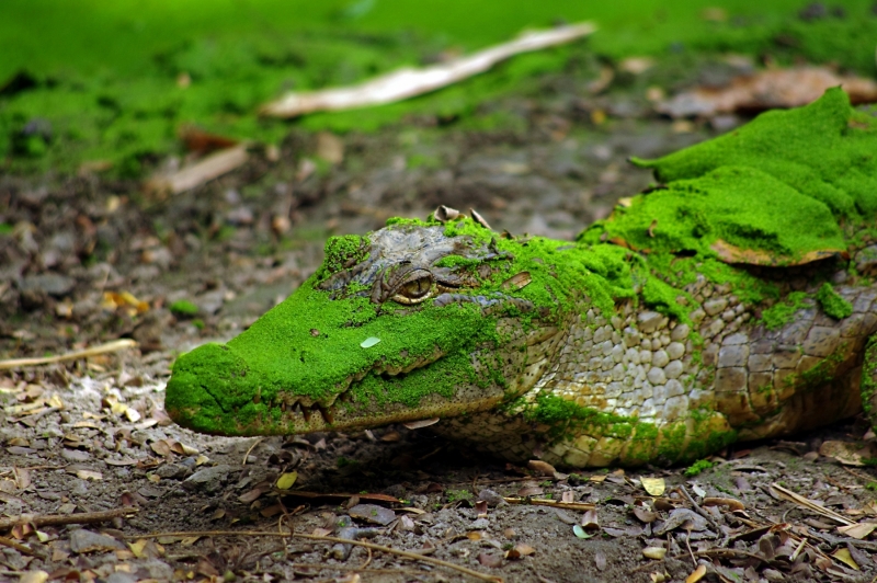 CROCK