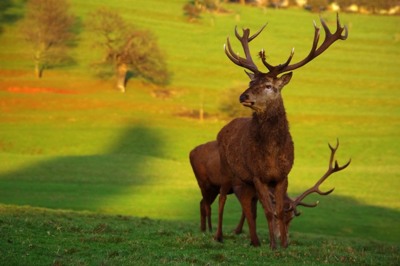 DEER