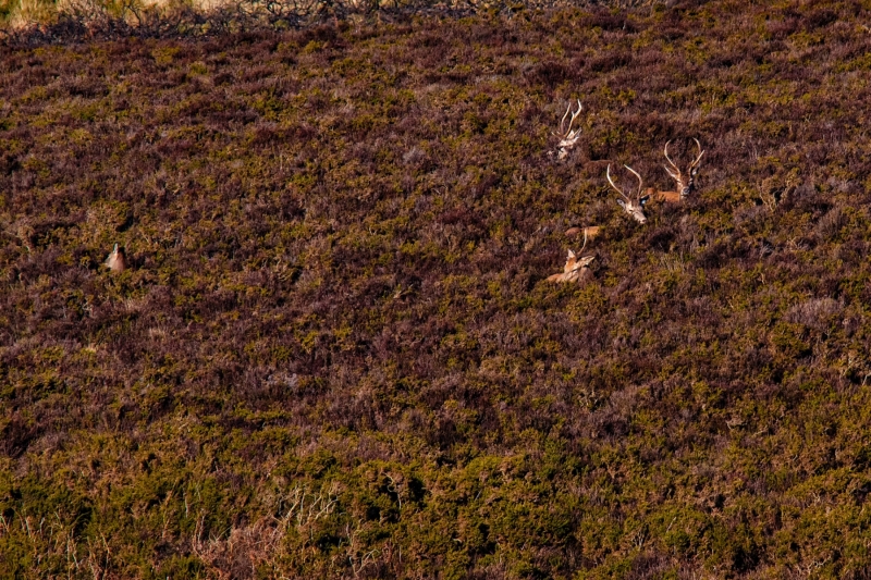deers-hidding-HD