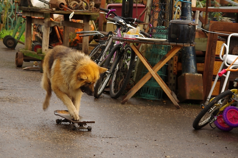 PRO SKATER