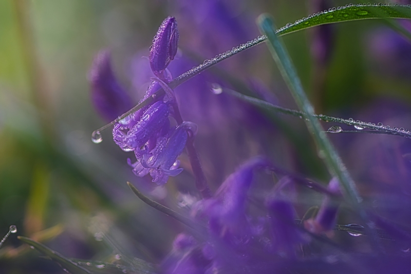 dreamy-bluebells-crop