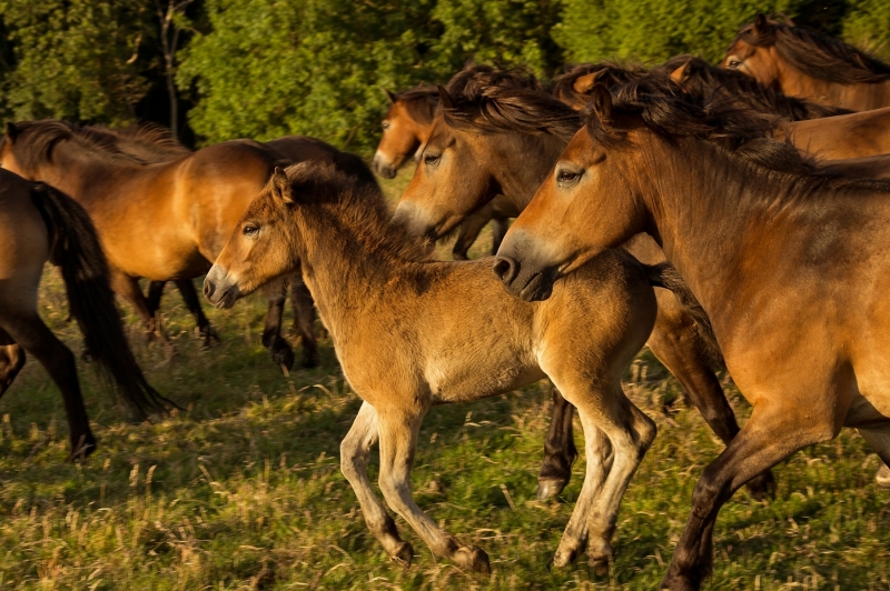GALLOP