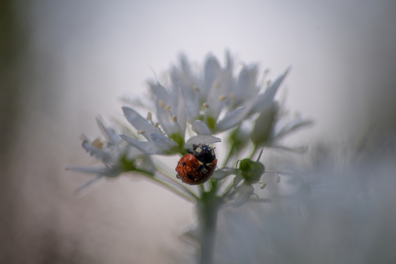 garlic-ladybug