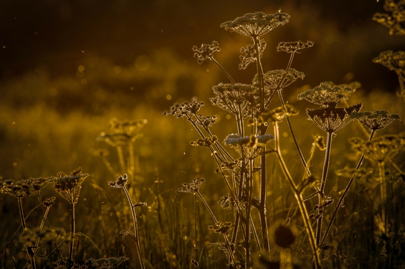 GOLDEN MEADOW