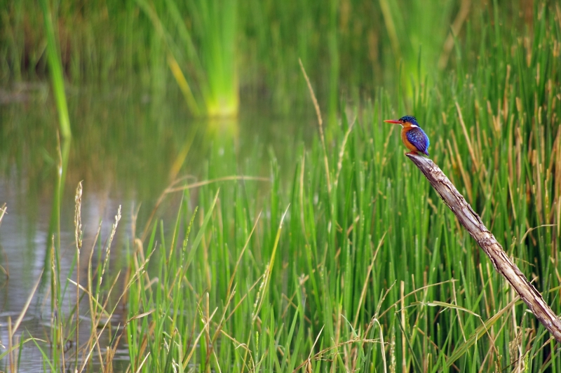 RESTING KINGFISHER