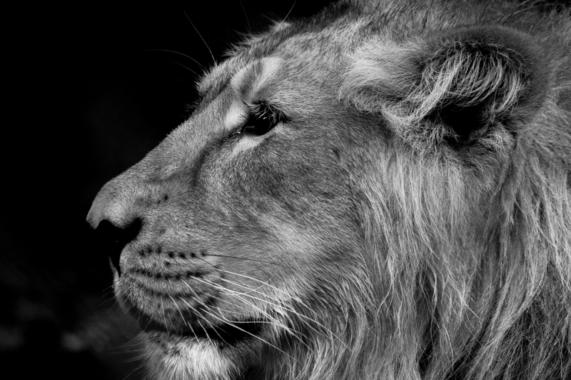 LION PROFILE