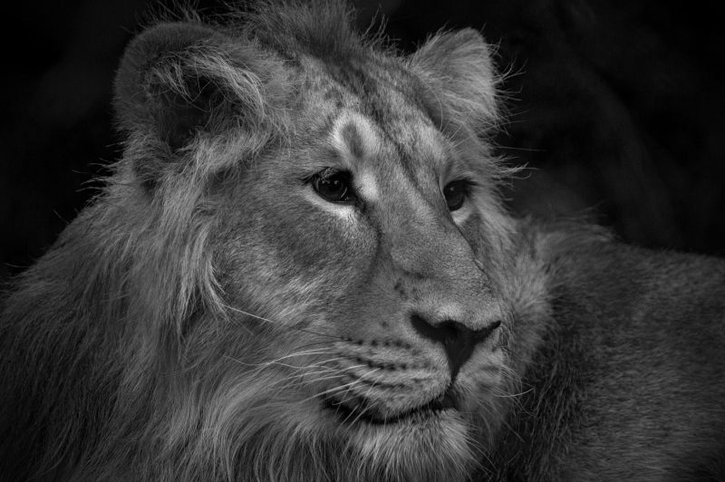 LION EN FACE