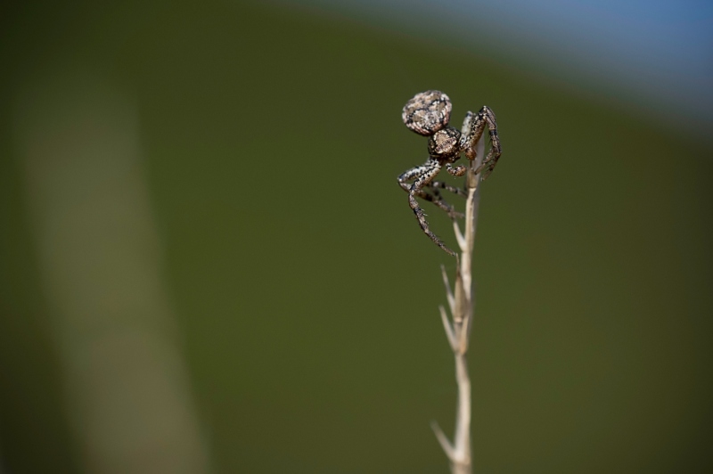 TINY SPIDER