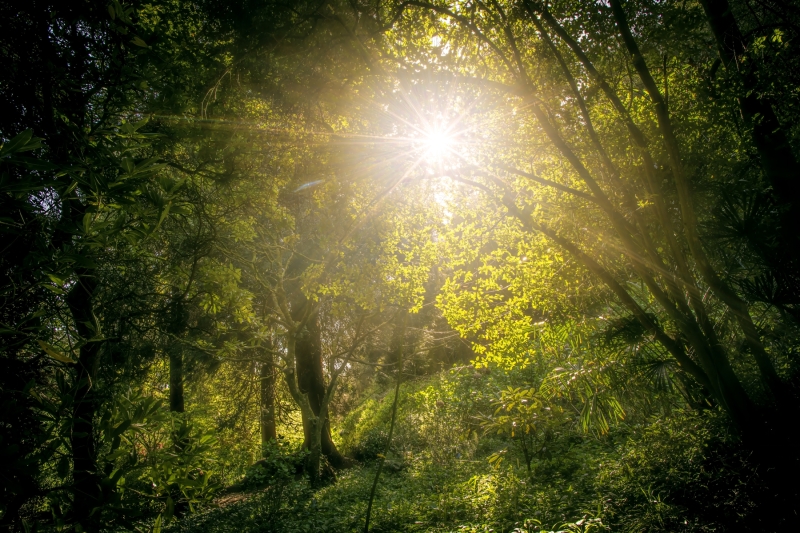 magical-woods