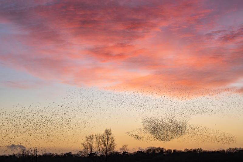 murmuration-2