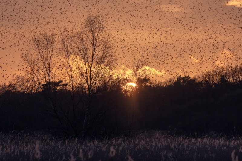 murmuration2