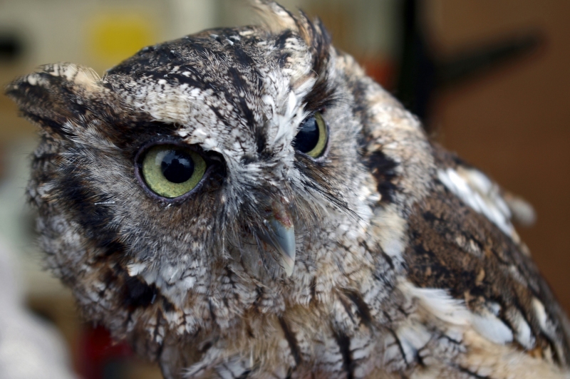 LITTLE OWL