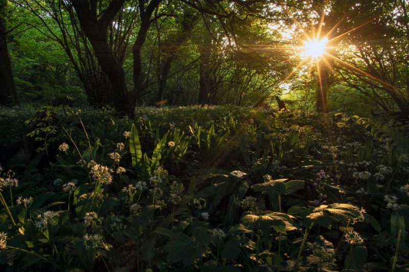 WILD GARLIC