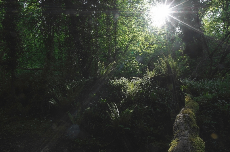 ENGLISH JUNGLE