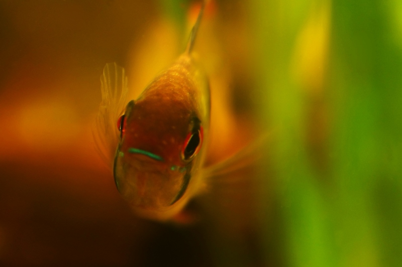 FISH