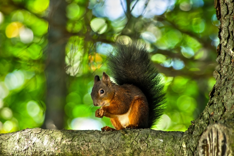 RED SQUIRREL