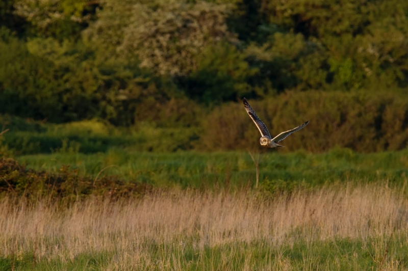 SHORT EARED OWL