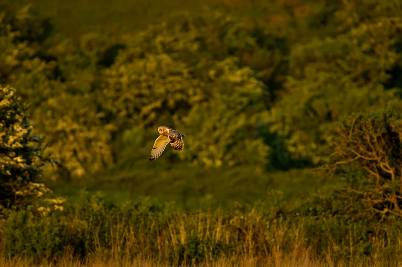SHORT EARED OWL