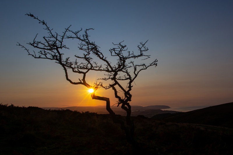 skeleton-tree-HD