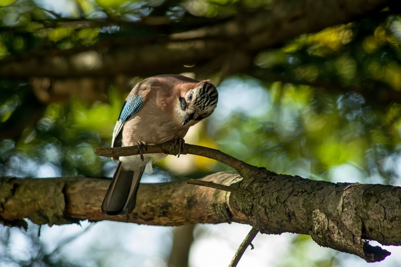 BIRD