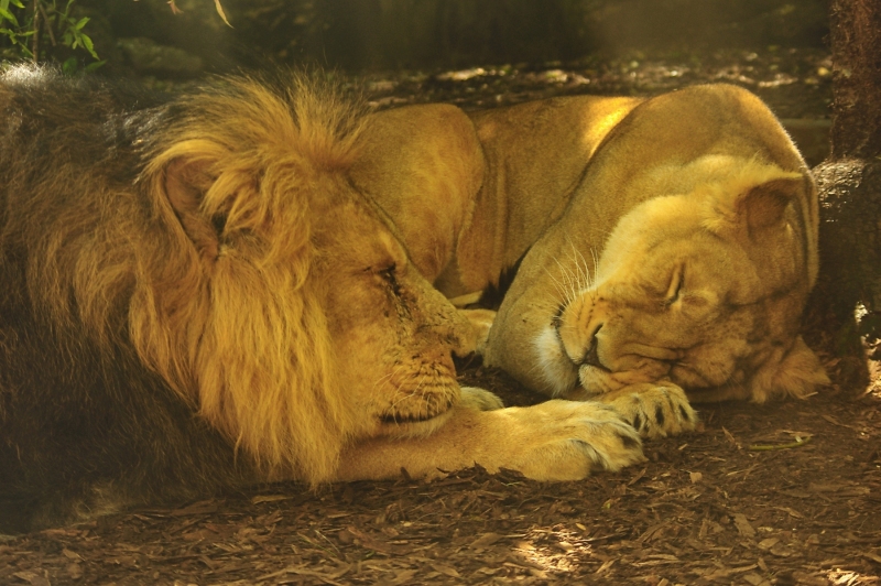 OLD LION