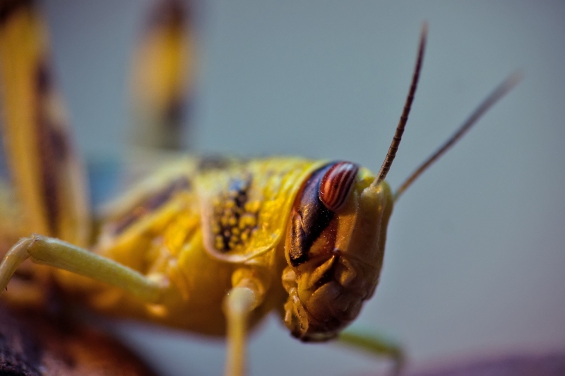 LOCUST