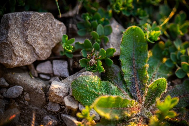 tiny-landscape-HD