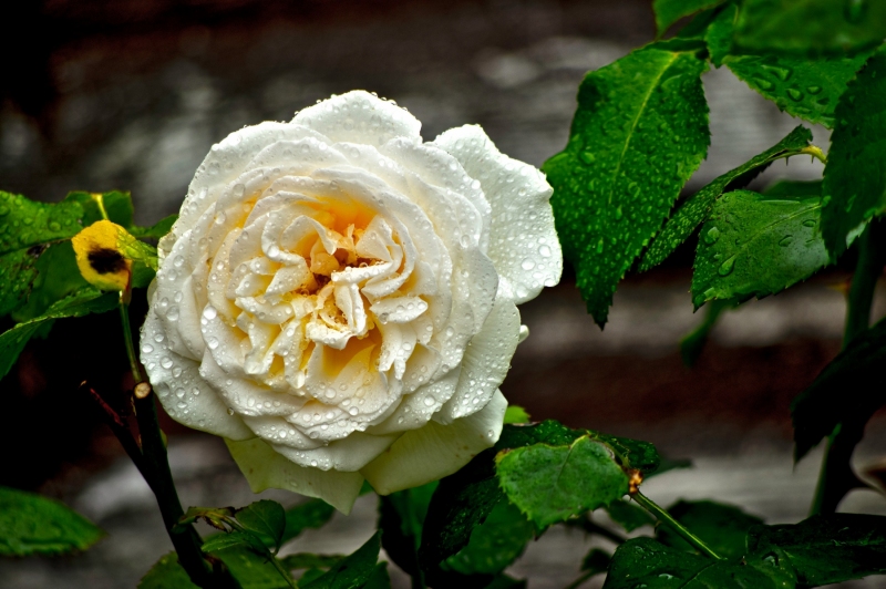 WHITE ROSE