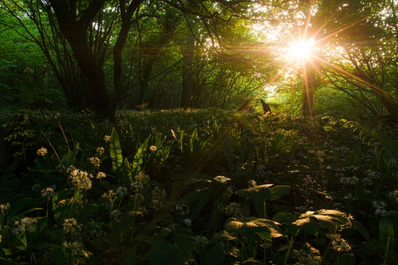wild-garlic-HD