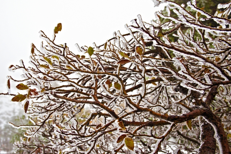 FROZEN