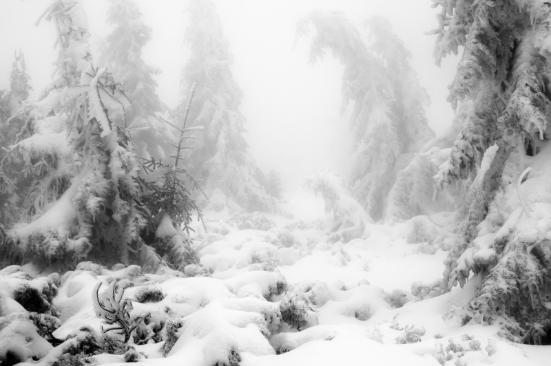 MISTY WINTER